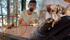 Dev çekirge bu kez de Batmanda görüldü