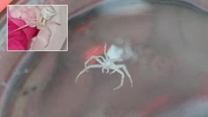 İnsan yüzlü örümceği kavanozda besliyor