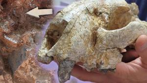 9 milyon yıl öncesine ait Dünyadaki ilk örneği olacak