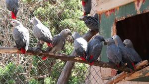 İstanbul Havalimanı’nda ele geçirildi Ülkeden çıkışı yasaklı tam 309 adet papağan