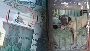 Kangal zincirini kırdı Taş atan çocuğa dehşeti yaşattı