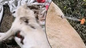 Ormanda 3 köpek ölü bulundu Olayla ilgili inceleme başlatıldı