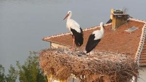 Tam 13 kez geldi Yaren leylek göç yoluna çıktı
