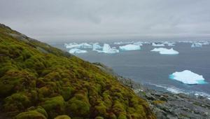 Uydu verileri ortaya çıkardı Antarktikanın bitki örtüsü değişiyor