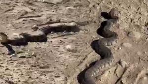 Elazığda dev yılan cep telefonuyla kaydedildi O anlar panik yarattı