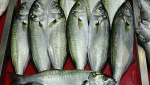 Lüfer 1200 liradan tezgahta yerini aldı