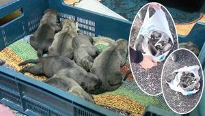 Vicdansızlığın böylesi Çöp konteynerinde ağzı bağlı poşette 11 yavru köpek bulundu