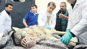 Ötanazinin şartları belirlendi