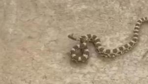 Yer: Mardin Şeritli engerek yılanı görüldü