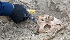 Kanalizasyon kazısında bulunmuştu İnsan kemiklerinin akıbeti belli oluyor