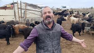 Sokak köpekleri 2 metrelik telden atlayarak saldırdı 25ini birden telef etti