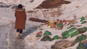 Hakkaride aralarında yavruların da bulunduğu 20 köpek ölü olarak bulundu