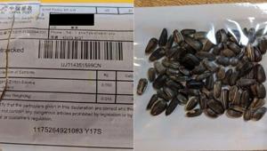 Çinden gelen gizemli tohumlar panik yarattı, istilacı tür korkusu