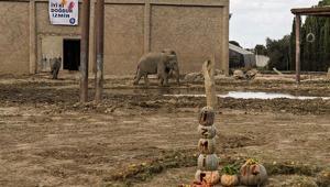 Türkiyede doğan ilk fil İzmir için özel kutlama Tam 14 yaşına girdi