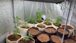 Tekirdağda ekipler baskın düzenledi Evi seraya çevirmiş