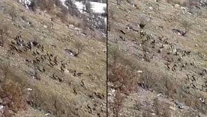 Nesli tükenme tehlikesi ile karşı karşıya Elazığda sürü halinde görüldüler