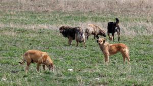 Bakanlıktan belediyelere: Köpeklerin toplanması için 2028’i beklemeyin