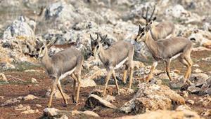 Hatay’ın Gazella gazellaları