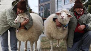 Kuzuyken aldı, 4 yıldır Pamukla geziyor Kesmeye kalktım, 3 gün boyunca ağladı
