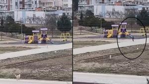 Sokak köpekleri dehşet saçtı 10 yaşlarındaki çocuk kabusu yaşadı