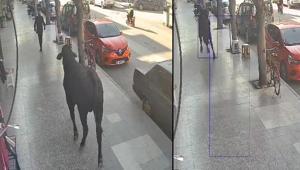 Angus firarda Hatay sokaklarını birbirine kattı, bir kişiyi yaraladı