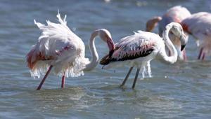 Sıcaklık eksi derecelere düştü Flamingoların vücutlarında buz sarkıtları oluştu