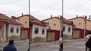 Yer: Afyonkarahisar Çatıya çıkan geyiğin acı sonu