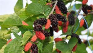 Mersinde örtü altında yetiştirilen karadutta hasat mesaisi sürüyor