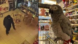 İstanbulda ilginç anlar: Papağını çalıp, kayıplara karıştı