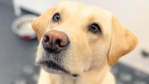 Köpekler bakterileri koklayacak