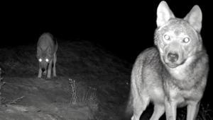 Kurt alarmı Köylüler gece gündüz nöbet tutuyor