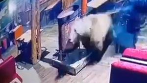 Camları kırıp restorana giren ayı kameralarda