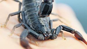 Akrep zehri paraya dönüşüyor