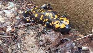 Nesli tehlike altındaki sarı benekli semender Adanada görüldü