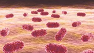 Ölümcül süper bakteri alarmı