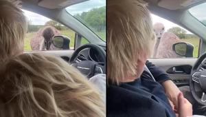 Eski İngiltere başbakanını devekuşu ısırdı