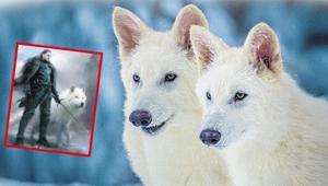 Jurassic Park gerçek oluyor