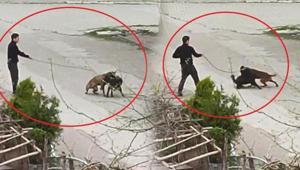 Samsunda korkunç olay Tasmasından tuttuğu köpeği üzerlerine saldı
