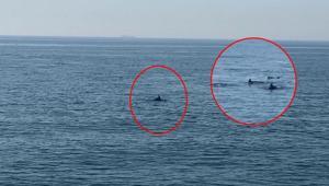 Yer: Marmara Denizi Sürü halinde kameralara takıldılar