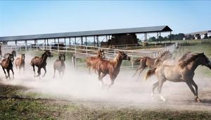 TİGEMin 2025 yılı safkan Arap tay satış tarihleri belirlendi
