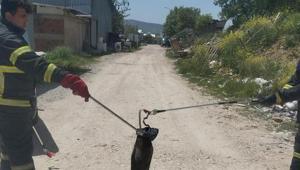 Caza de serpientes en Kütahya Caza de serpientes en Kütahya