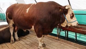 Kurban pazarının gözdesi şampiyon oldu Tam 1 ton 150 kilo ağırlığında: İşte fiyatı...