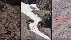 Her şey saniye saniye kaydedildi Yürek burkan av