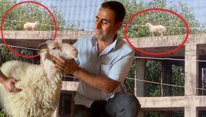 Kuzuyken alıp besledi Satılmak istenince öyle bir şey yaptı ki sahibi vazgeçti