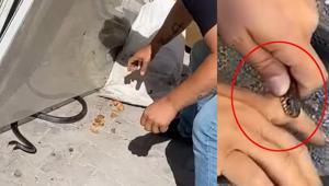Eve giren yılanı yakalamak istedi, parmağını kaptırdı
