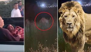 Antalya'da aslan saldırısı! Kafesinden kaçtı, bir kişiyi ağır yaraladı: Her yerde aranıyor