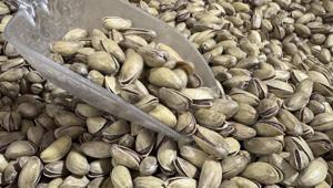 Antep fıstığı ihracatı yılın ilk yarısında arttı