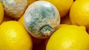 Limonun çürümesine neden olan hatalar! Bu yöntemlerle haftalarca taş gibi kalacak