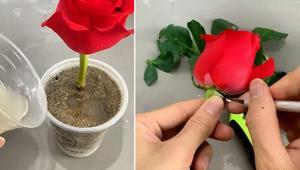 1 gecede goncayı gül yapan taktik! Patatesten gelen can suyu, asla solmayacak