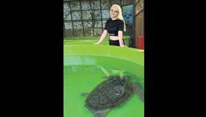 Caretta caretta gönüllüsü oldu